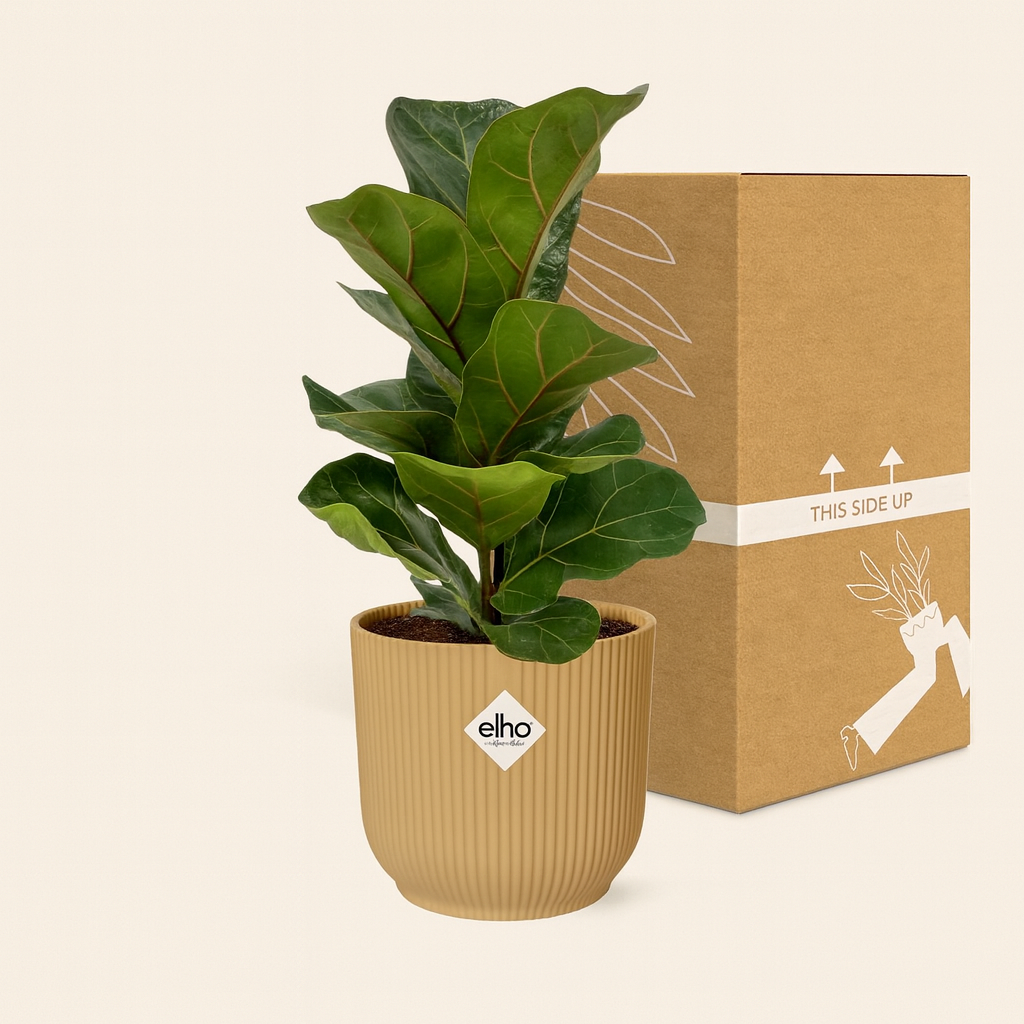 Ficus Lyrata Bambino Incl. Elho Vibes Geel - H 40 cm - Ø 14 cm