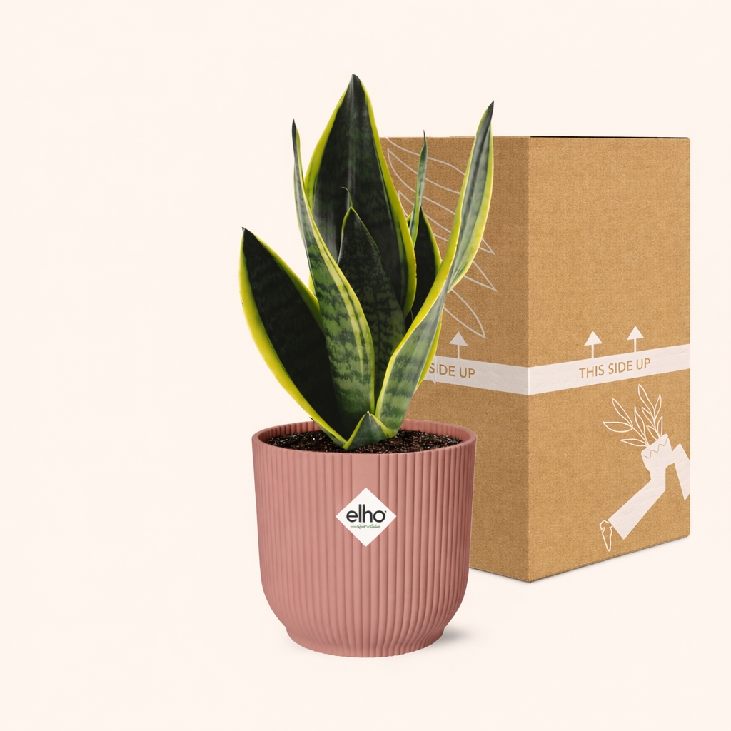 Sansevieria Futura Superba Incl. Elho Vibes Roze - H 30 cm - Ø 14 cm