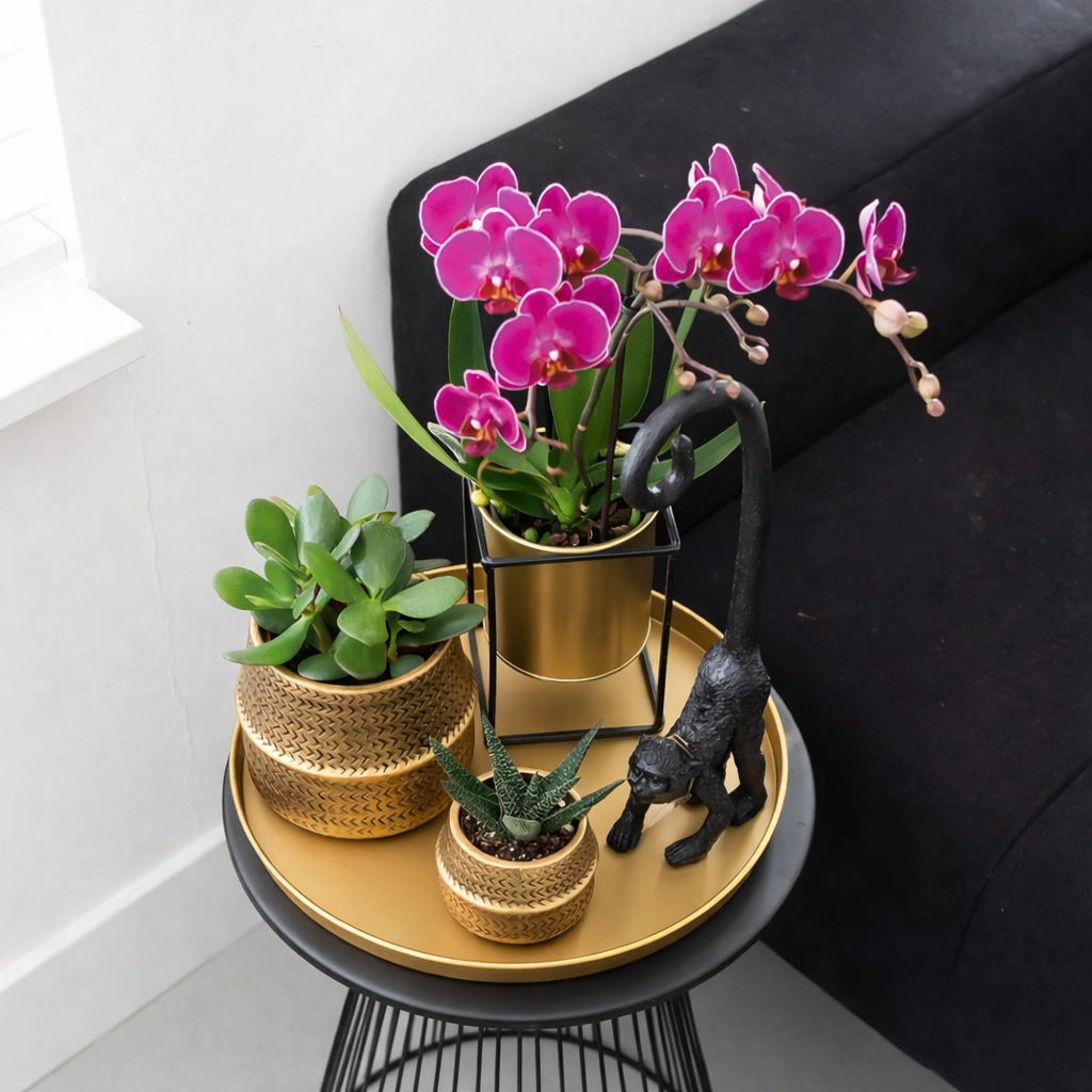 COMBI DEAL - 2 Paarse Morena Orchideeën - Ø9cm