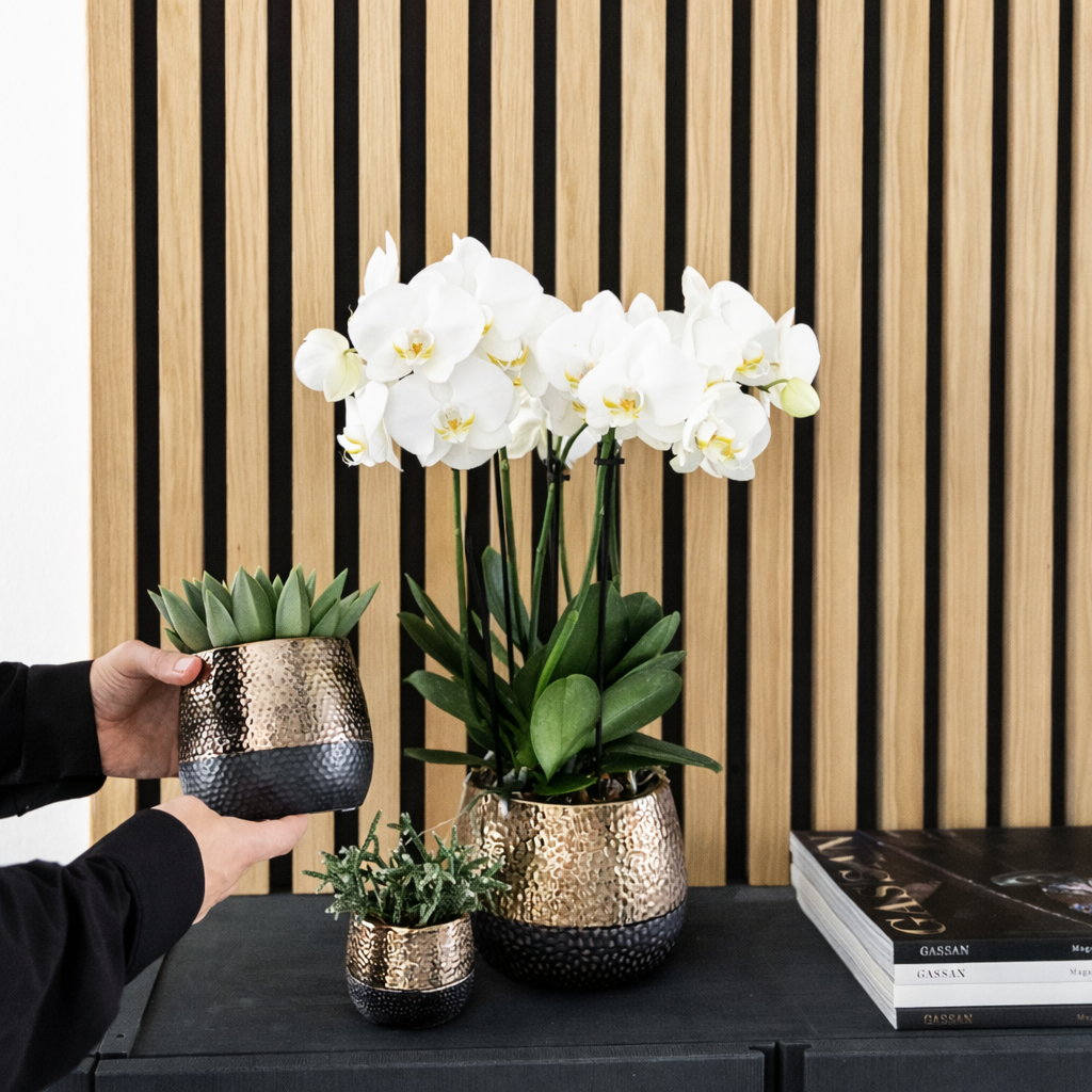 COMBI DEAL - 2 Witte Pure Ghent orchideeën - Ø12cm