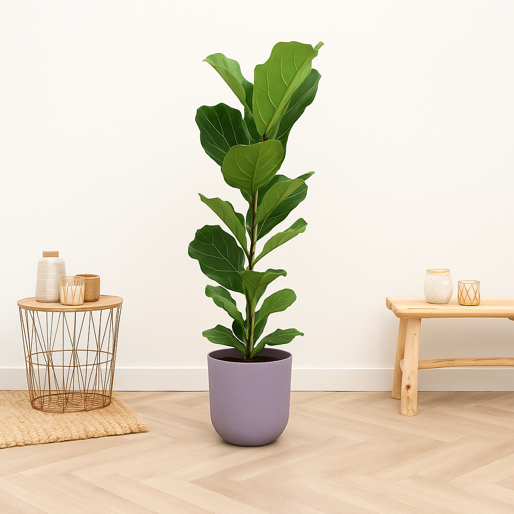 Ficus Lyrata Struik - H 80 cm - Ø 17 cm