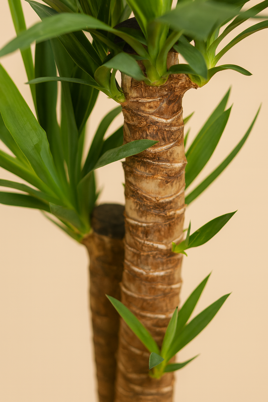 Yucca Elephantipes Incl. Sofia mand naturel - H 90cm - Ø21