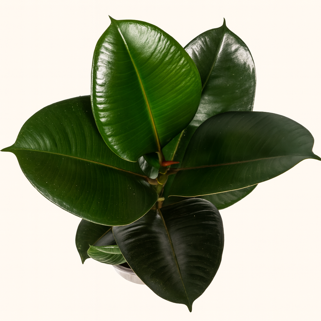 Ficus Elastica Robusta - H 60 cm - Ø 17 cm