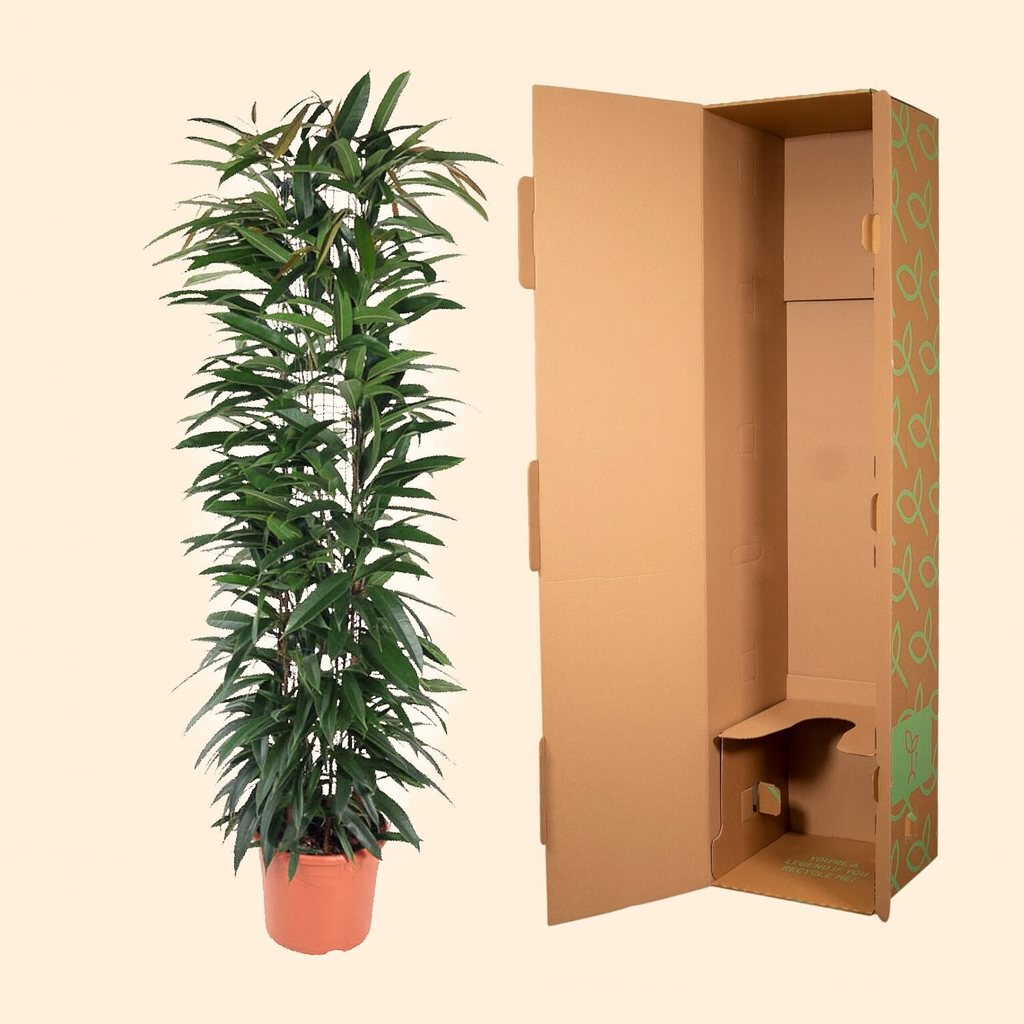 Ficus Alii King Zuil - H 150 cm - Ø 29 cm