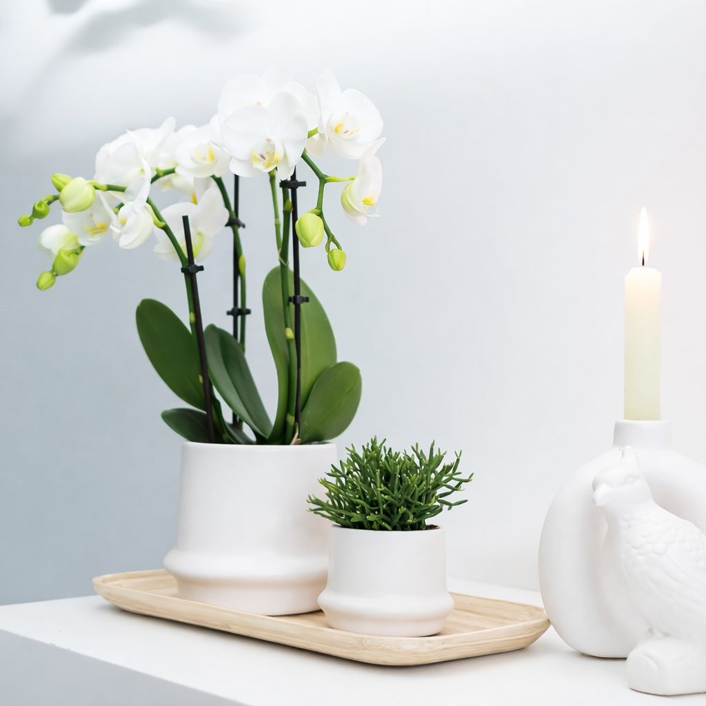 COMBI DEAL - 2 Witte Anna Orchideeën - Ø9cm