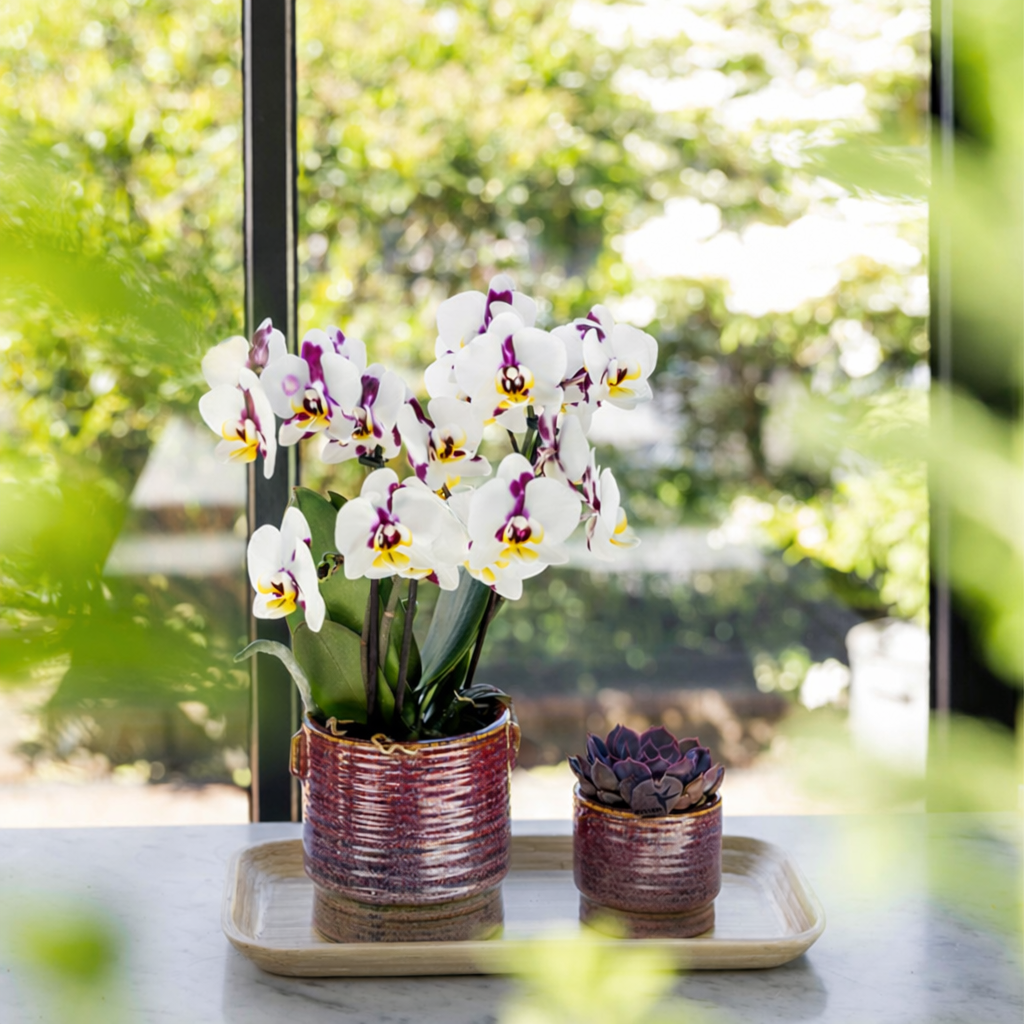Sierpot Aura - D 9 cm