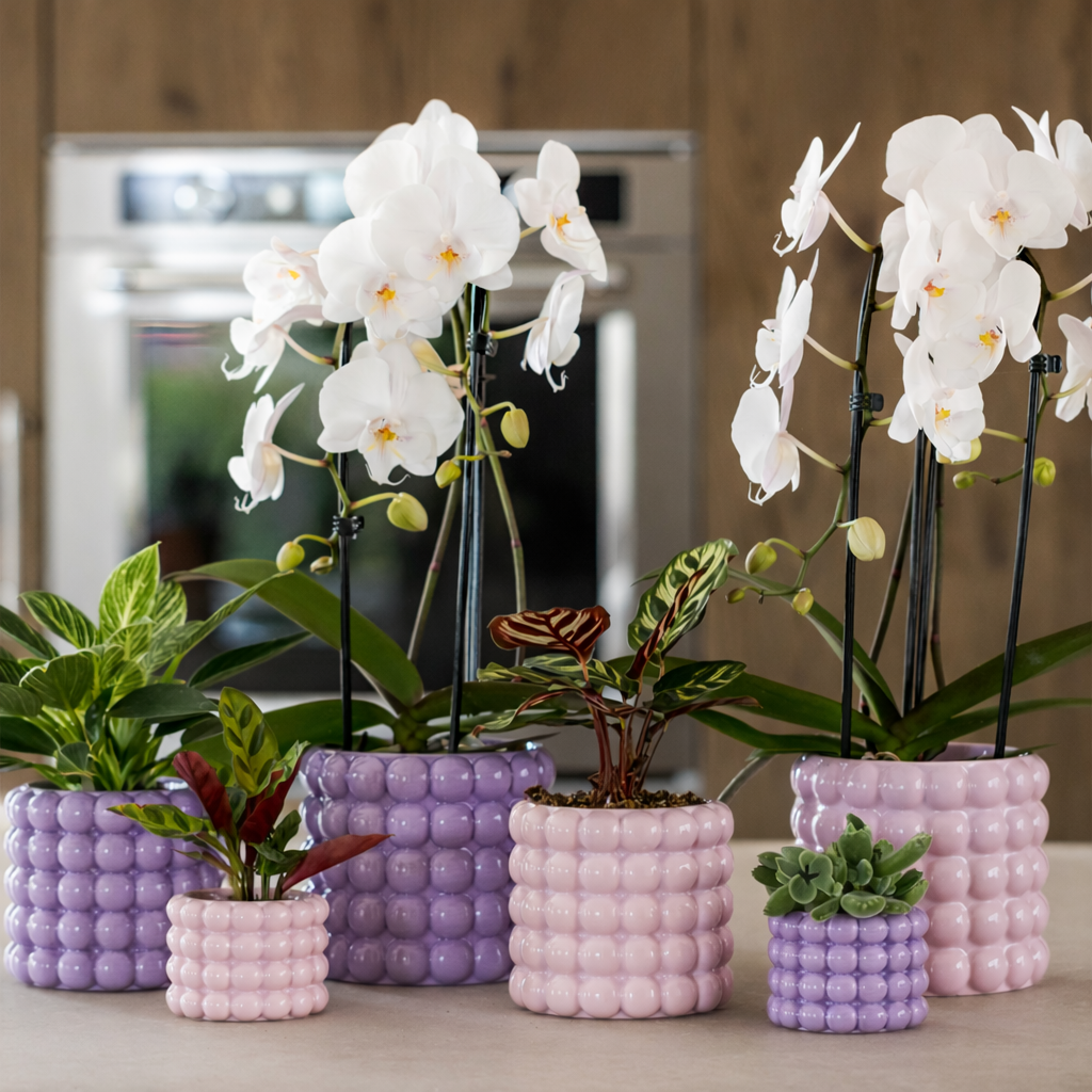 Sierpot Bubble Paars - D 9 cm