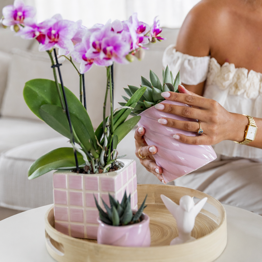 Roze Orchidee Almera - Ø9cm