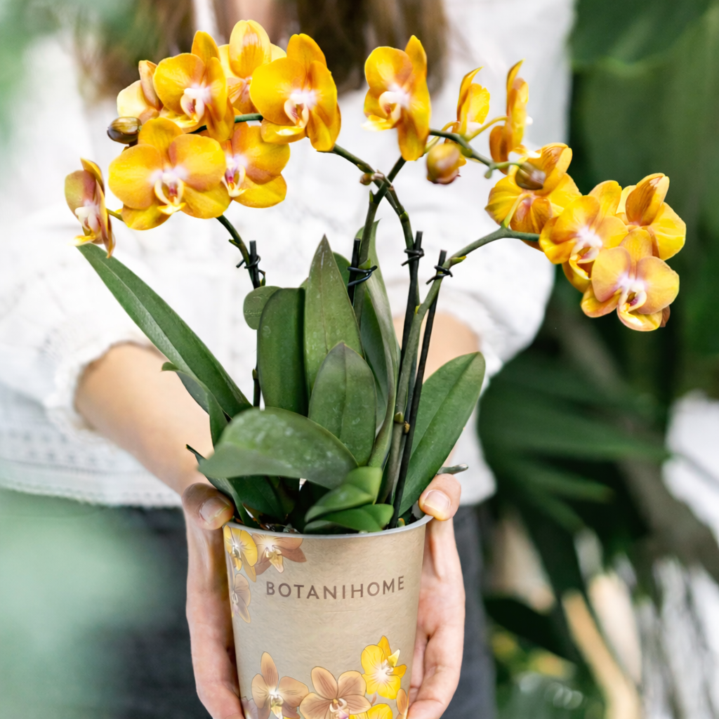 Oranje Orchidee Las Vegas - Ø12cm