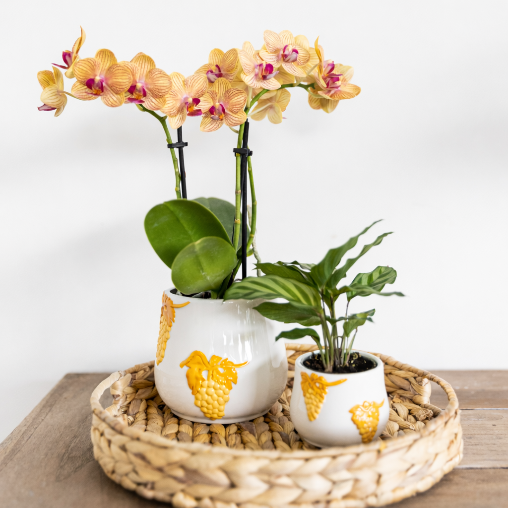Oranje Orchidee Barcelona - Ø9cm