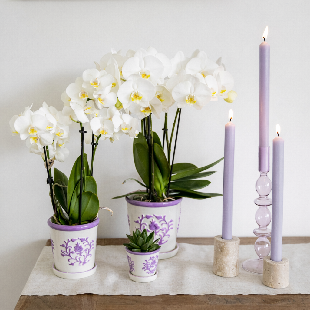 Witte Orchidee Anna - Ø9cm