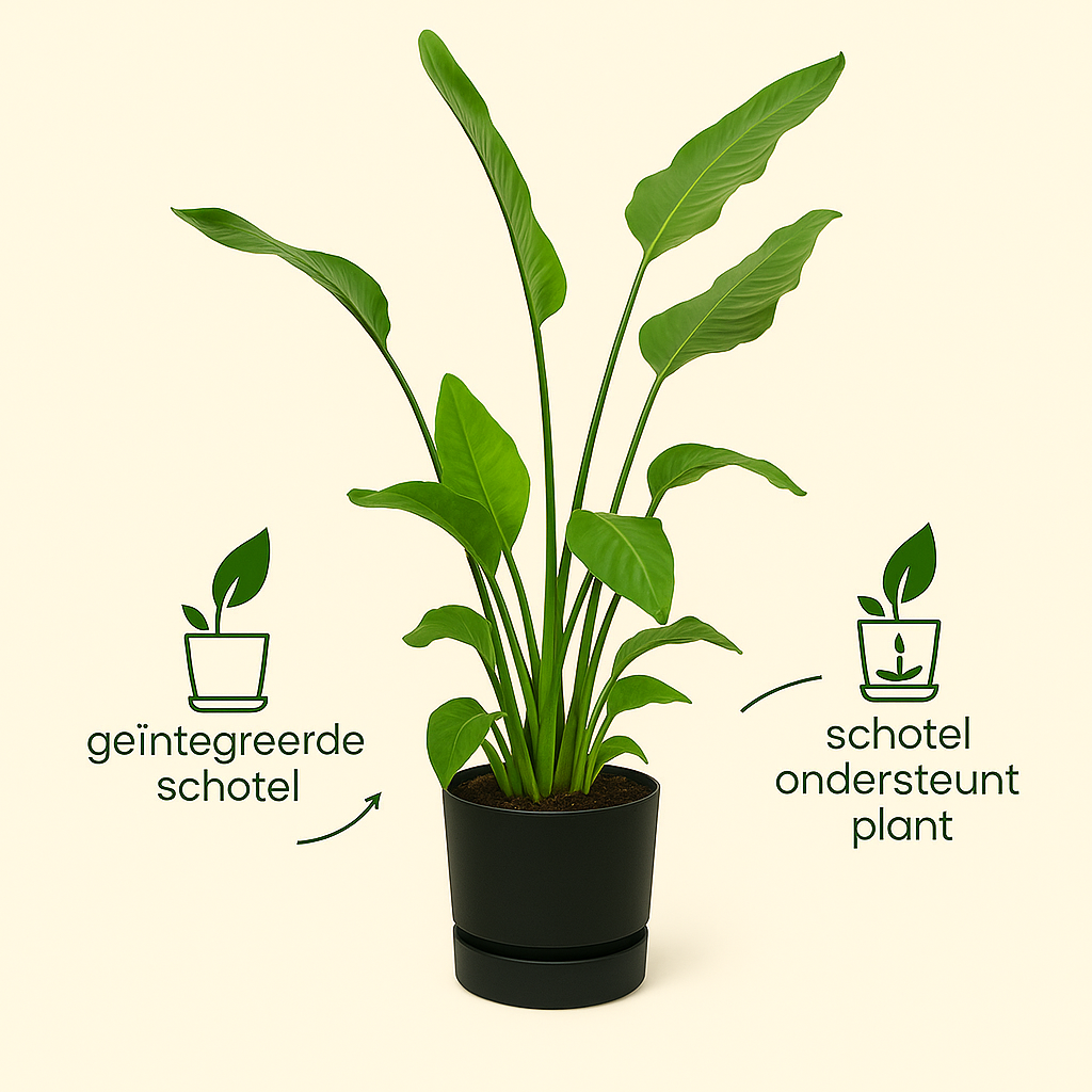 Strelitzia Nicolai Incl Elho Greenville Bloempot Zwart - H 160 cm - Ø 30 cm
