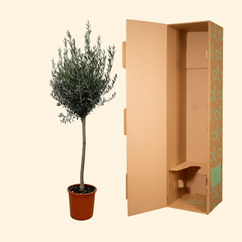 Olea Europaea Op Stam - H 160 cm - Ø 24 cm