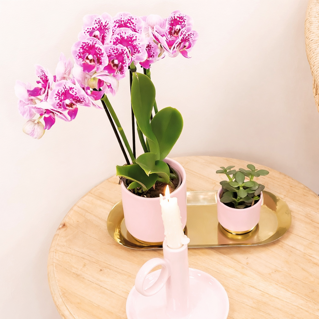 Paars/Roze Orchidee Madrid - Ø9cm