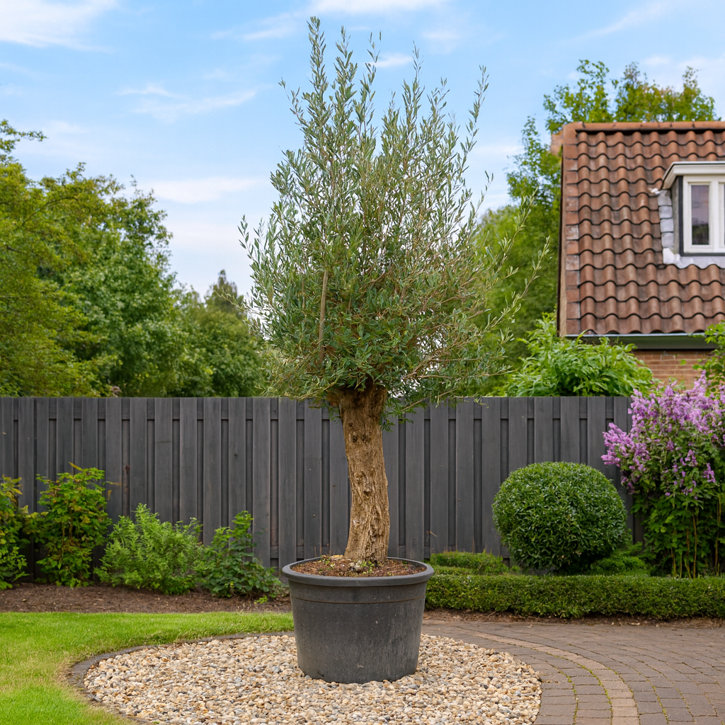 Olea Europaea Bonsai - H 250 cm- Ø 65 cm