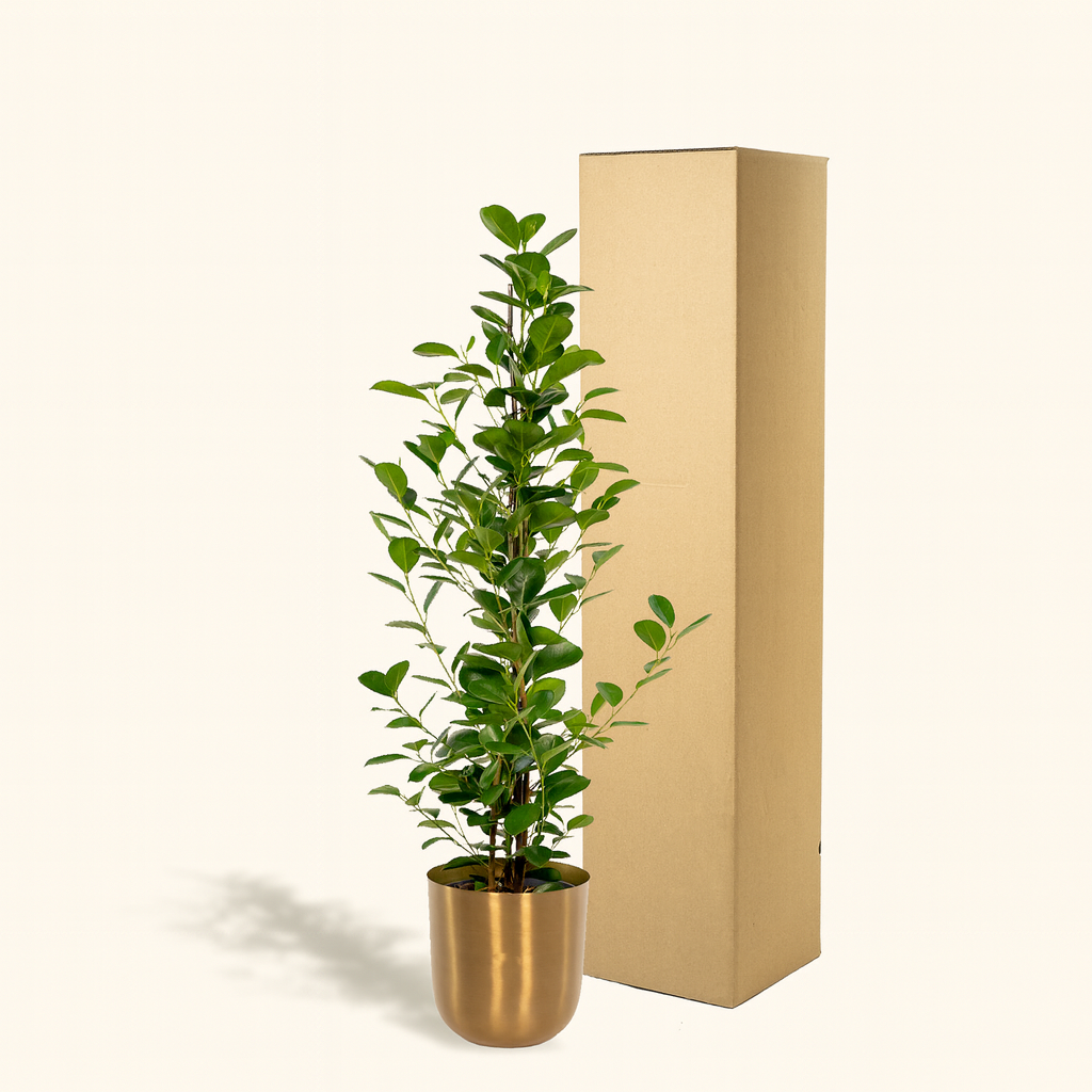 Ficus microcarpa Moclame Incl. Bloempot Mayk Goud - H 95 cm - Ø 21 cm
