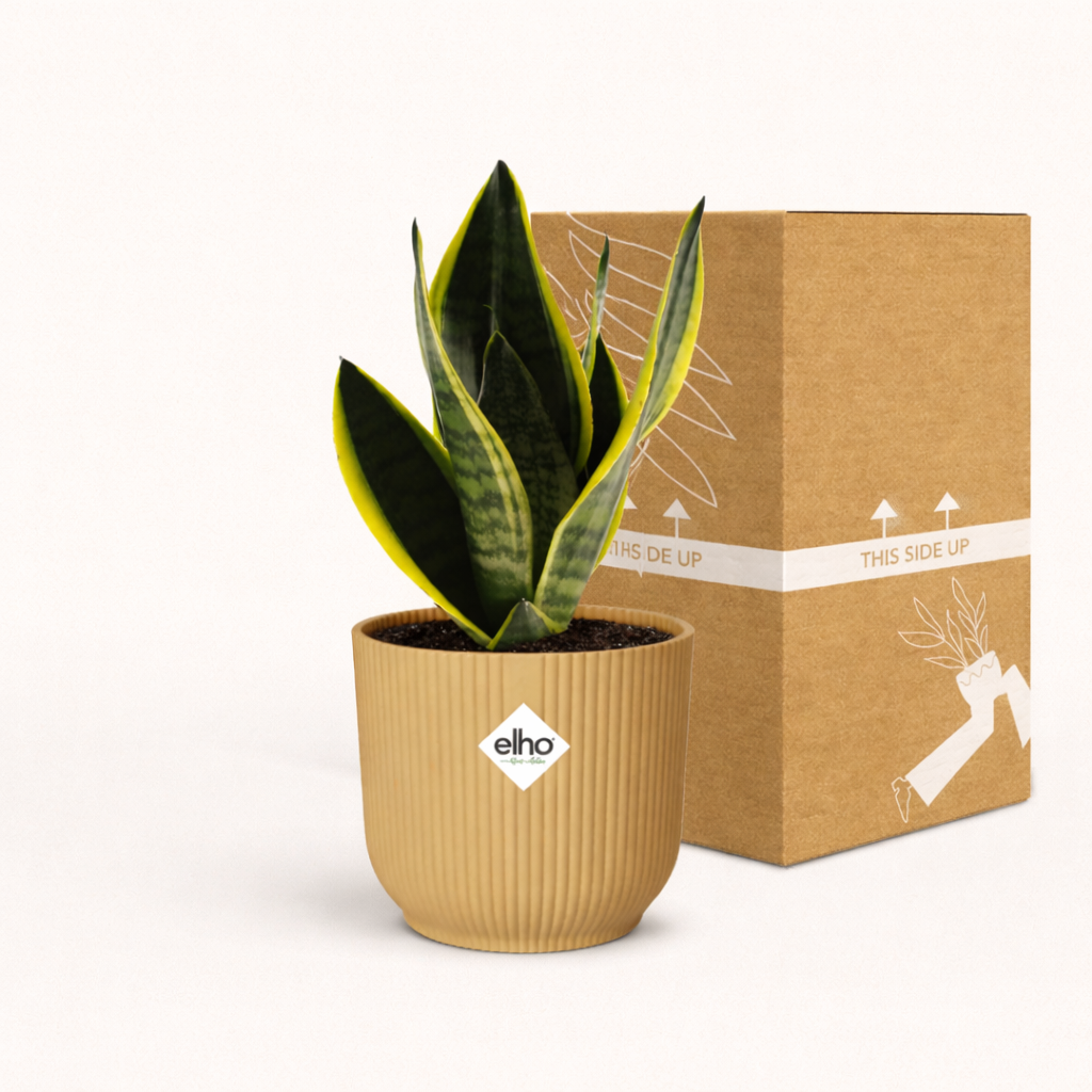 Sansevieria Futura Superba Incl. Elho Vibes Geel - H 30 cm - Ø 14 cm
