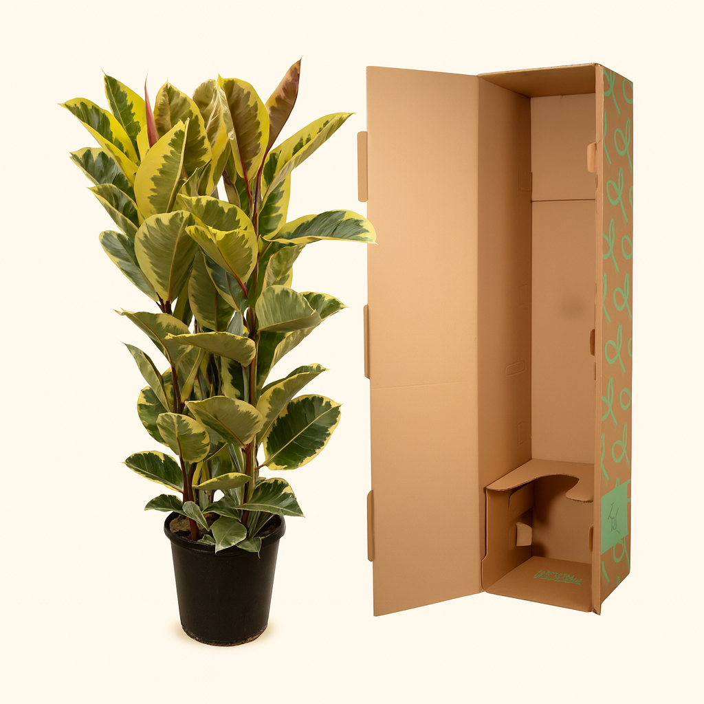 Ficus Elastica Tineke Struik - H 140 cm - Ø 28 cm