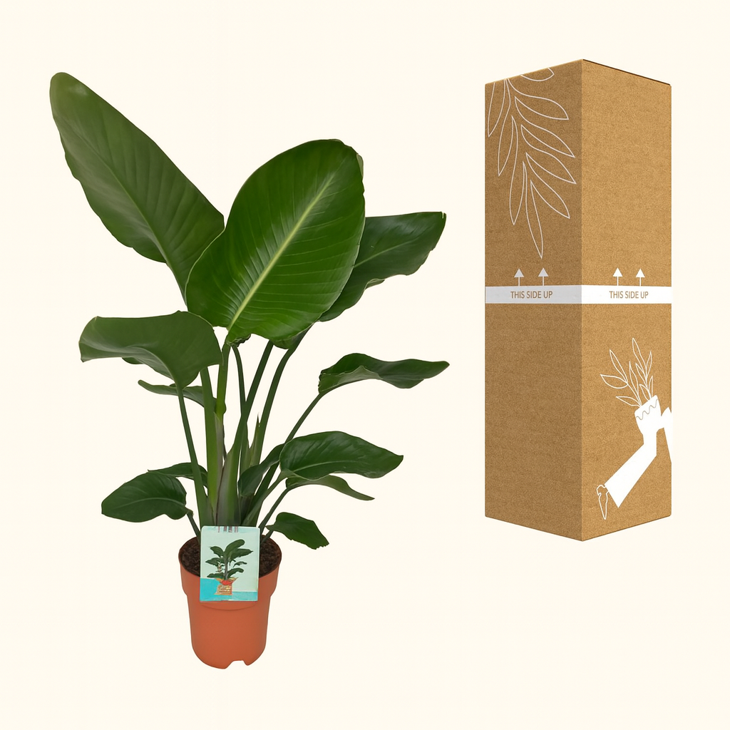 Strelitzia Nicolai - H 90 cm - Ø 19 cm