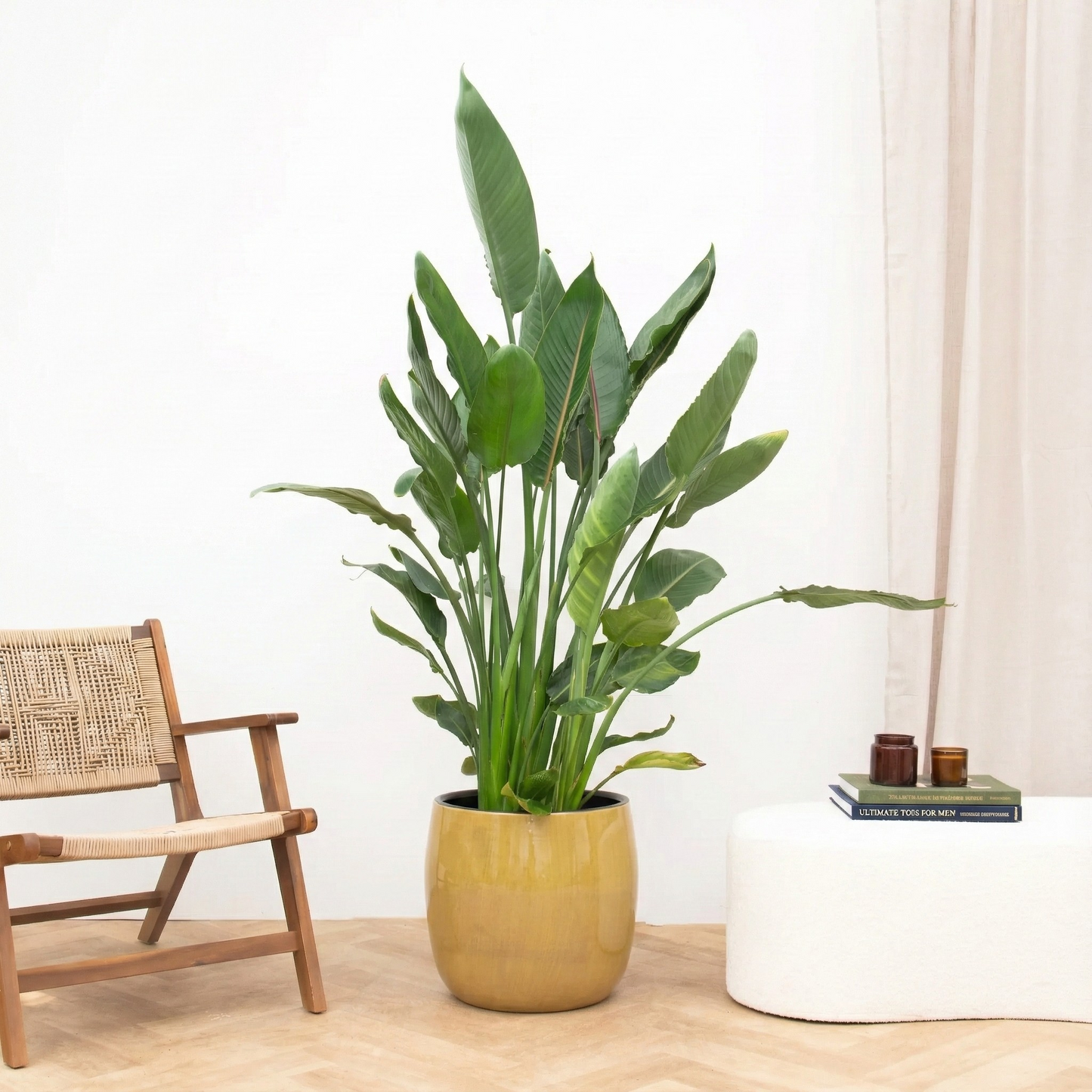 Strelitzia Reginae XL - H 160 cm - Ø 30