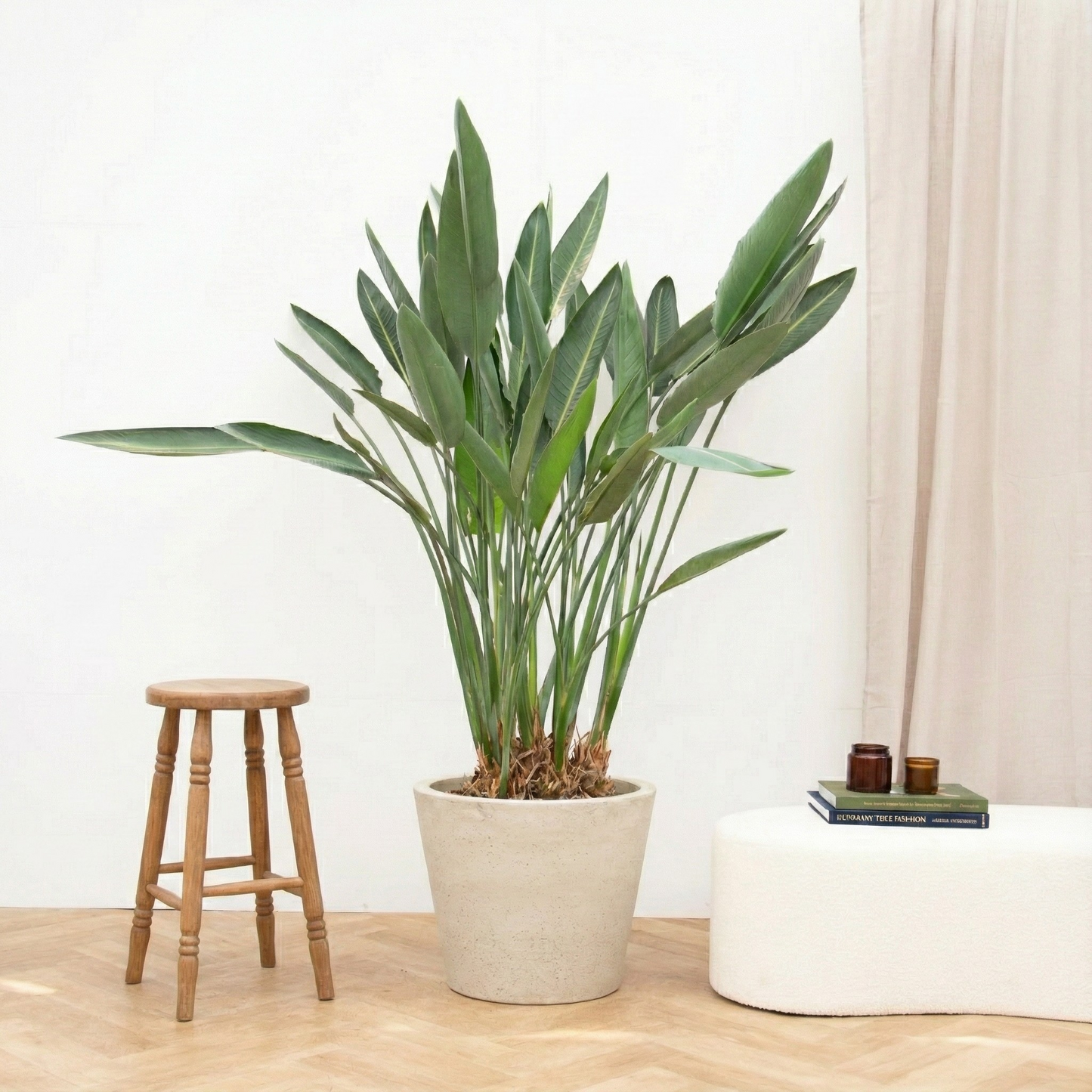 Strelitzia Reginae XXL - H 200 cm - Ø 50