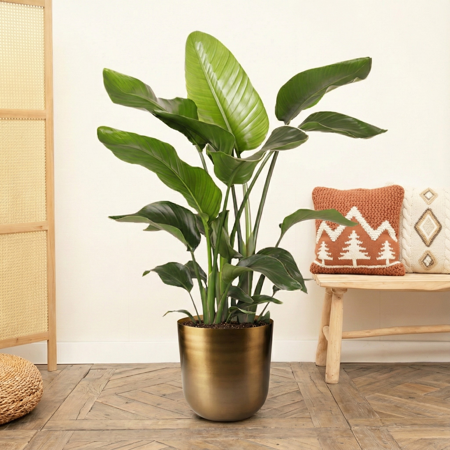 Strelitzia Nicolai - H 80 cm - Ø 21 cm