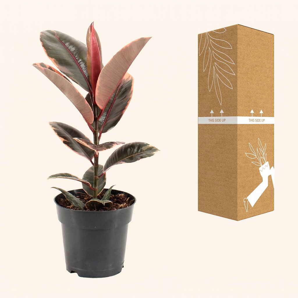 Ficus Elastica Belize - H 55 cm - Ø 17 cm