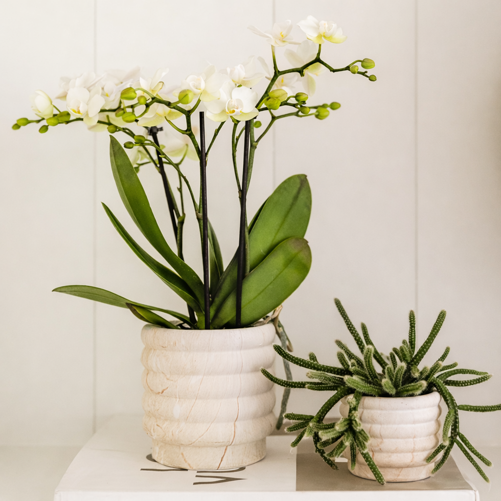 Sierpot Marble Light - D 9 cm