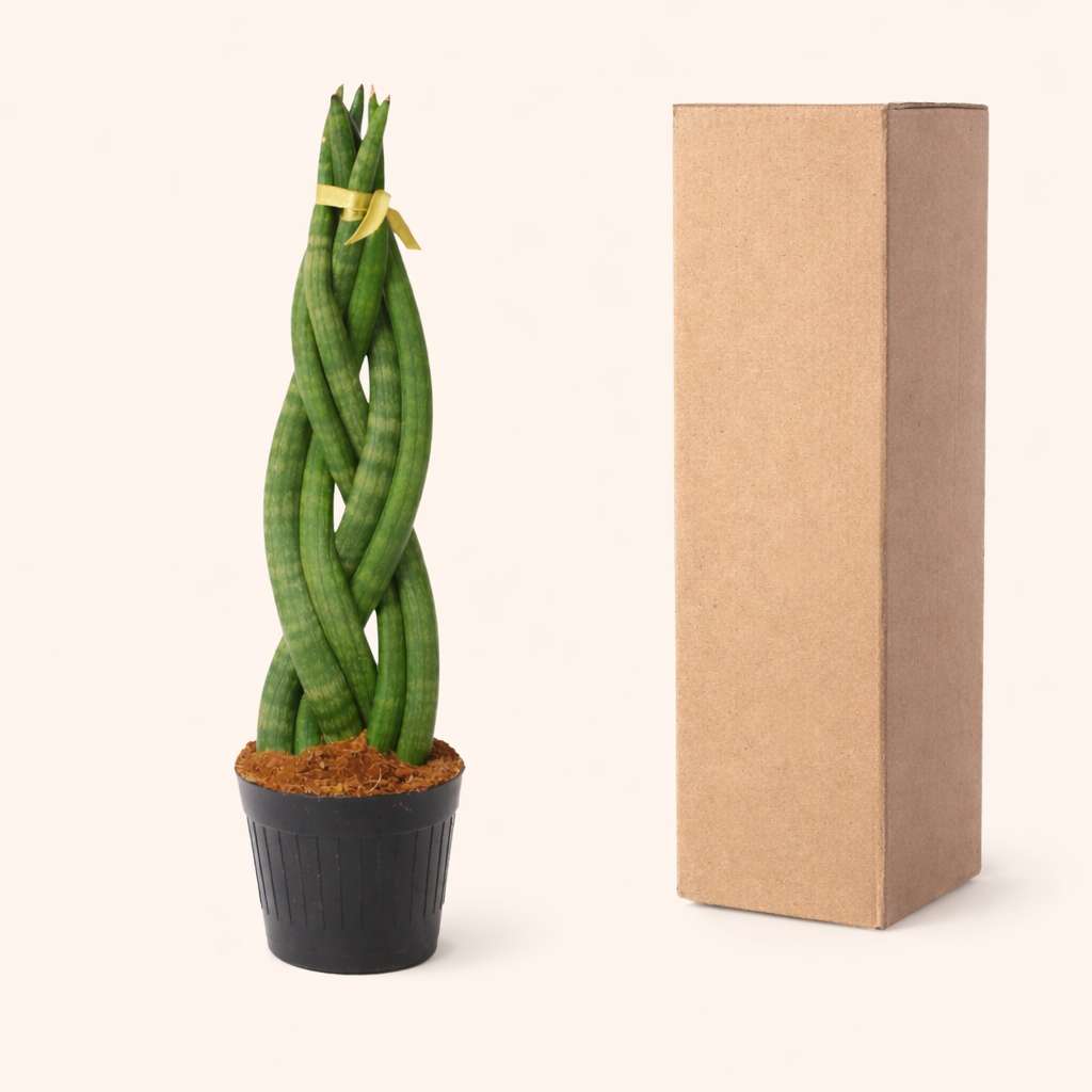 Sansevieria Cylindrica Twist - H 45 cm - Ø 11 cm