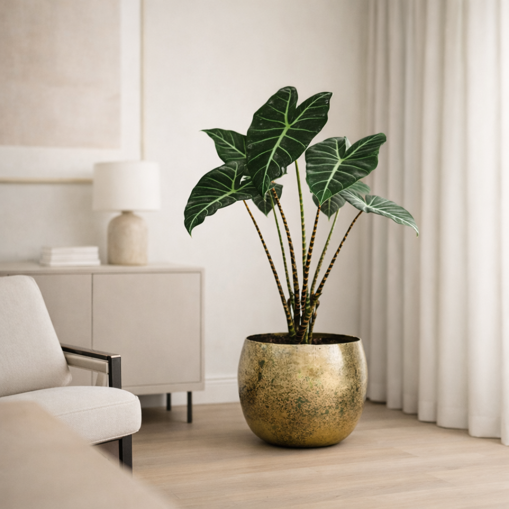 Pot Elly Brass - D 25 cm