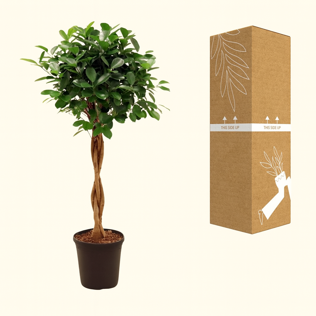 Ficus Microcarpa moclame - H 110 cm - Ø 23 cm