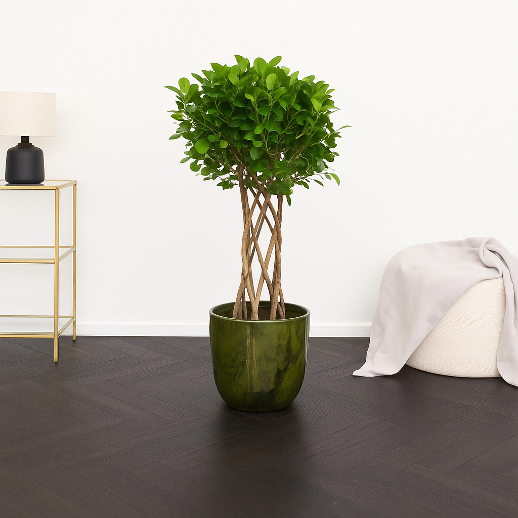 Ficus microcarpa Moclame gevlochten cilinder - H 120 cm - Ø 27 cm