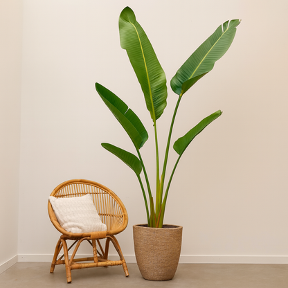 Strelitzia Augusta - H 210 cm - Ø 30 cm