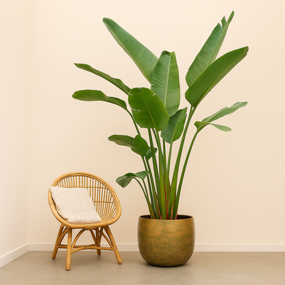 Strelitzia Augusta De Luxe XL - H 250 cm - Ø 38 cm