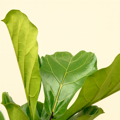 Ficus Lyrata Vertakt XL - H 200 cm - Ø 32 cm
