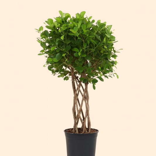 Ficus microcarpa Moclame  gevlochten cilinder - H 120 cm - Ø 27 cm