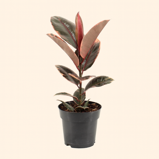 Ficus Elastica Belize - H 55 cm - Ø 17 cm