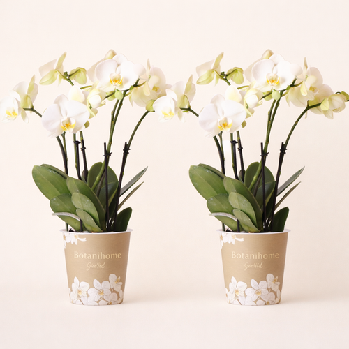 COMBI DEAL - 2 Witte Pure Ghent orchideeën - Ø12cm