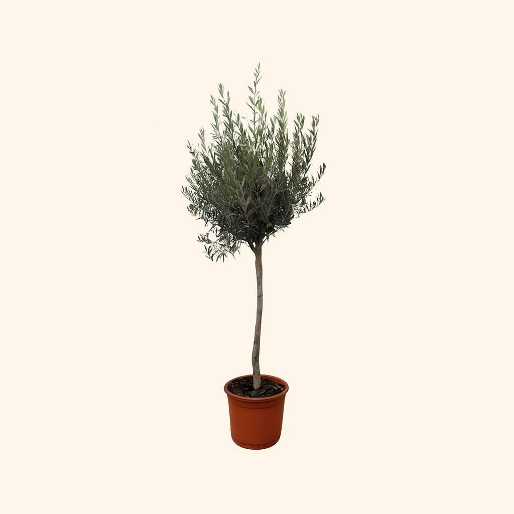 Olea Europaea Op Stam - H 160 cm - Ø 24 cm