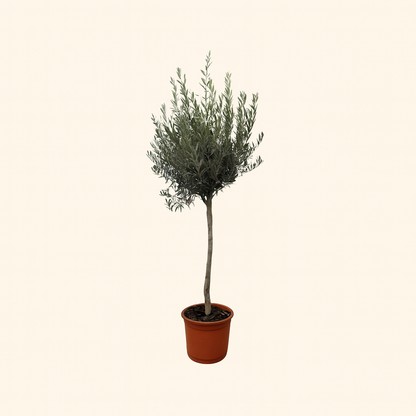Olea Europaea Op Stam - H 160 cm - Ø 24 cm