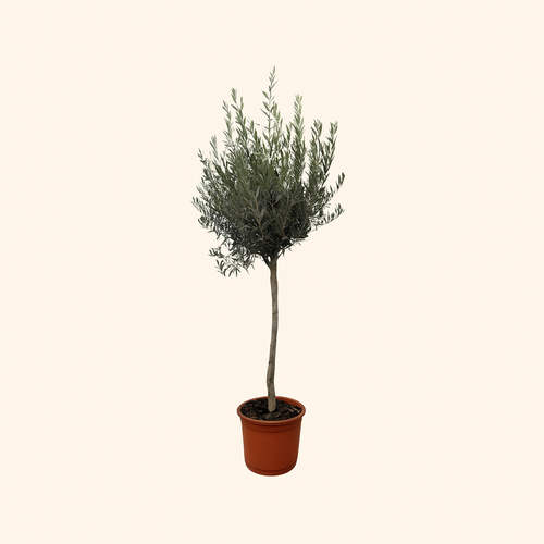Olea Europaea Op Stam - H 160 cm - Ø 24 cm