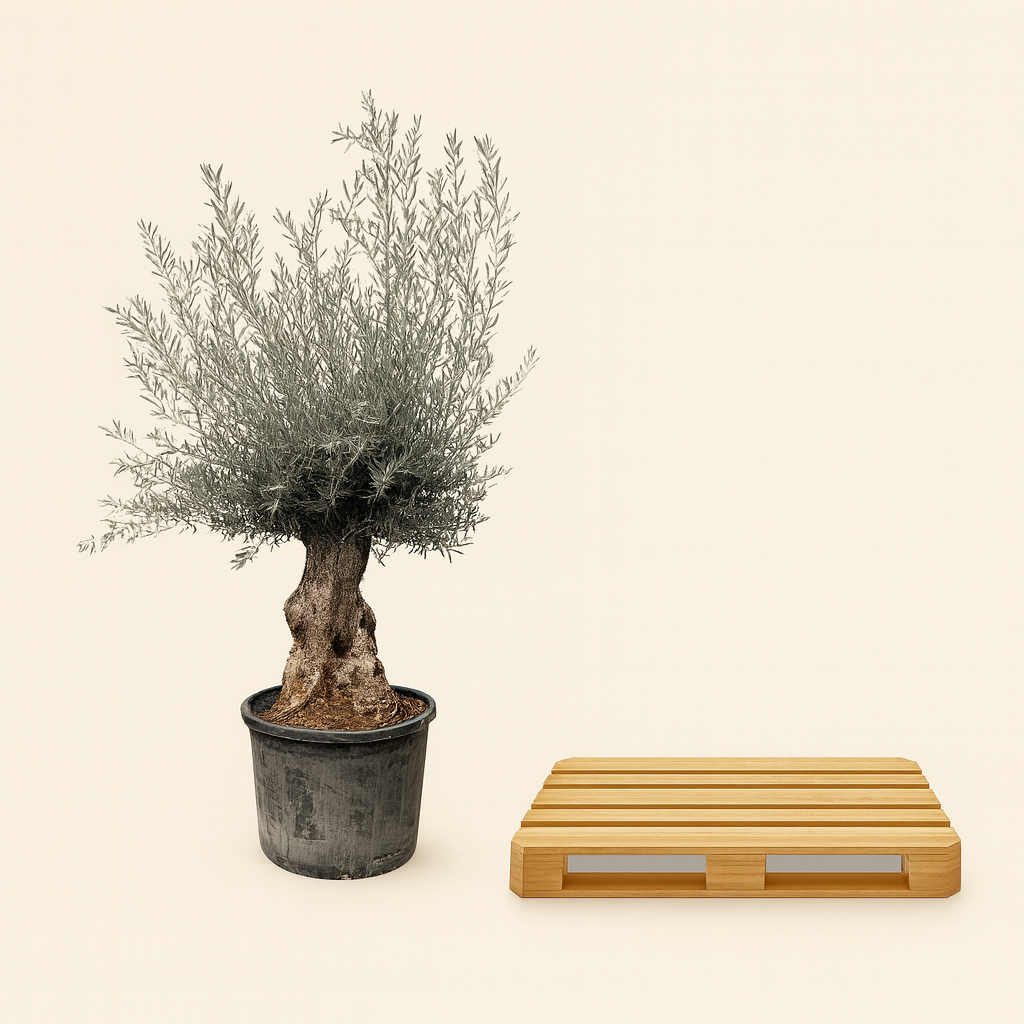 Olea Europaea Bonsai - H 250 cm- Ø 65 cm