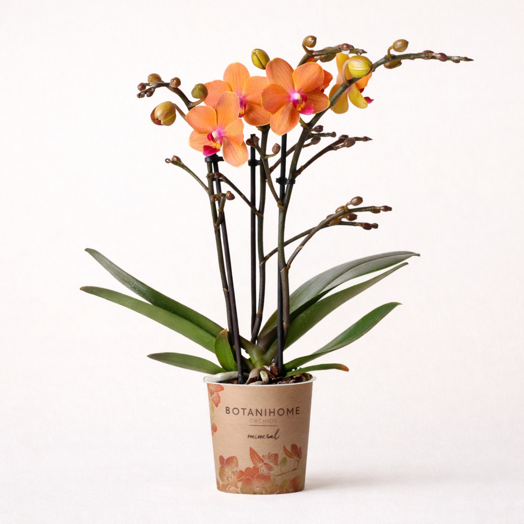 Oranje Orchidee Bolzano - Ø9cm