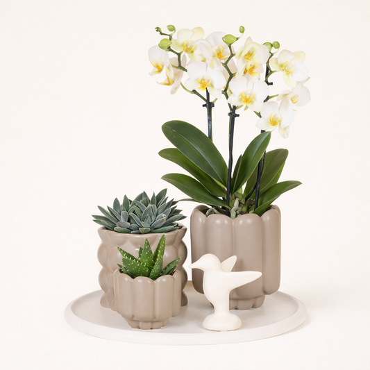 Gift Set Cozy Living