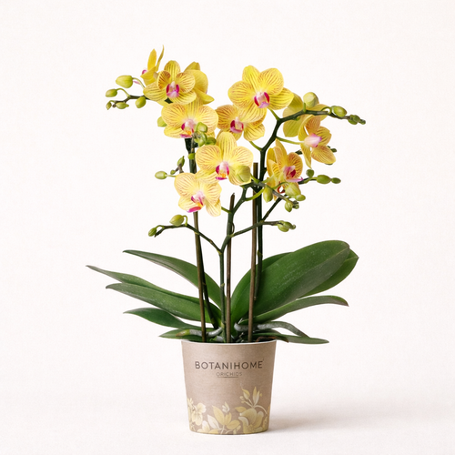 Gele Orchidee Yelly - Ø9cm