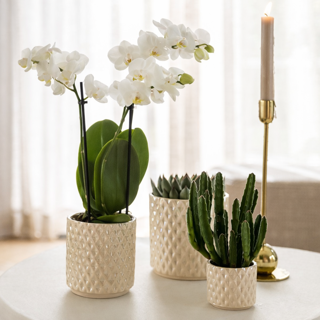 Sierpot Diamond Pearl Travertine - D 12 cm