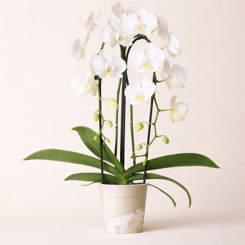 Witte Orchidee Niagara - Ø12cm