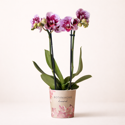 Paars/Roze Orchidee Madrid - Ø9cm