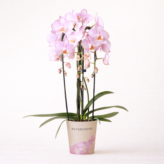 Roze Orchidee Nonni Fall  - Ø12cm