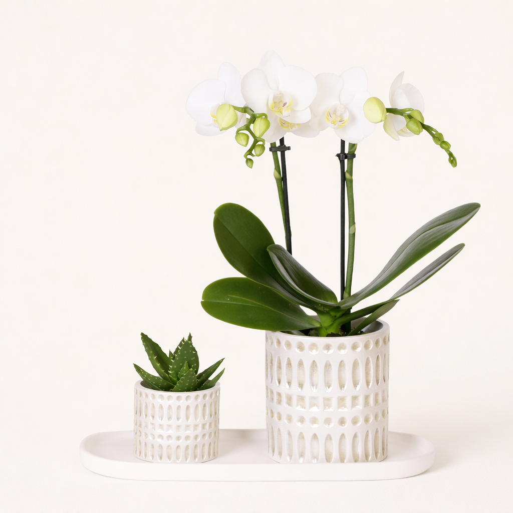 Gift Set Le Chique
